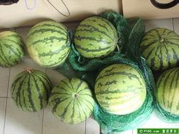 深圳平湖吃瓜  第1张